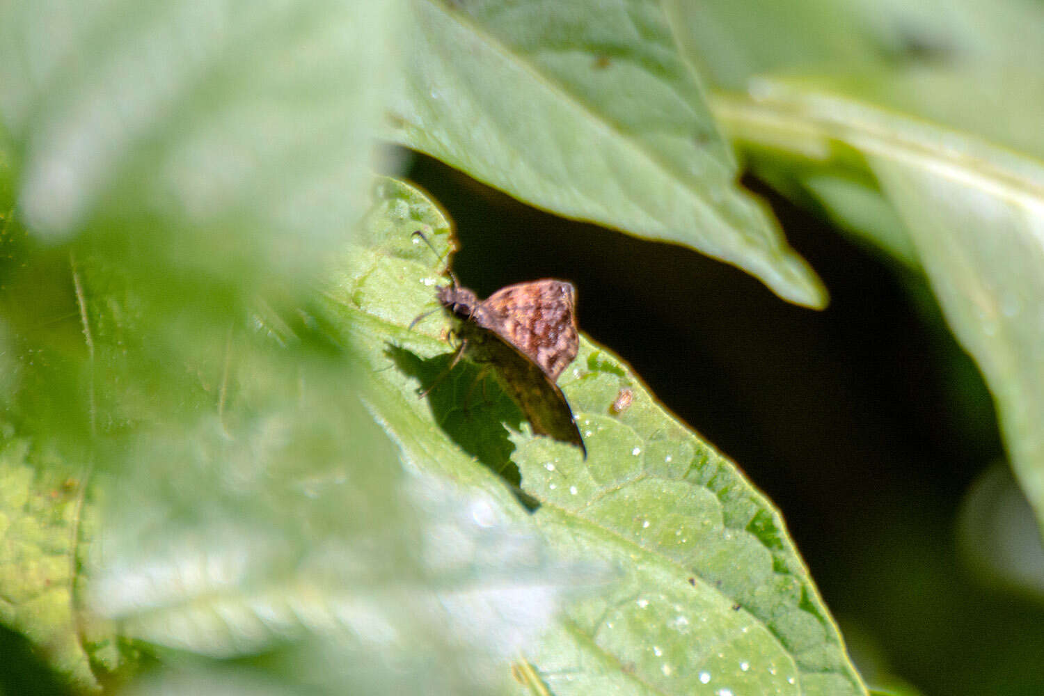 Image of Gorgythion beggina escalophoides Hayward 1941