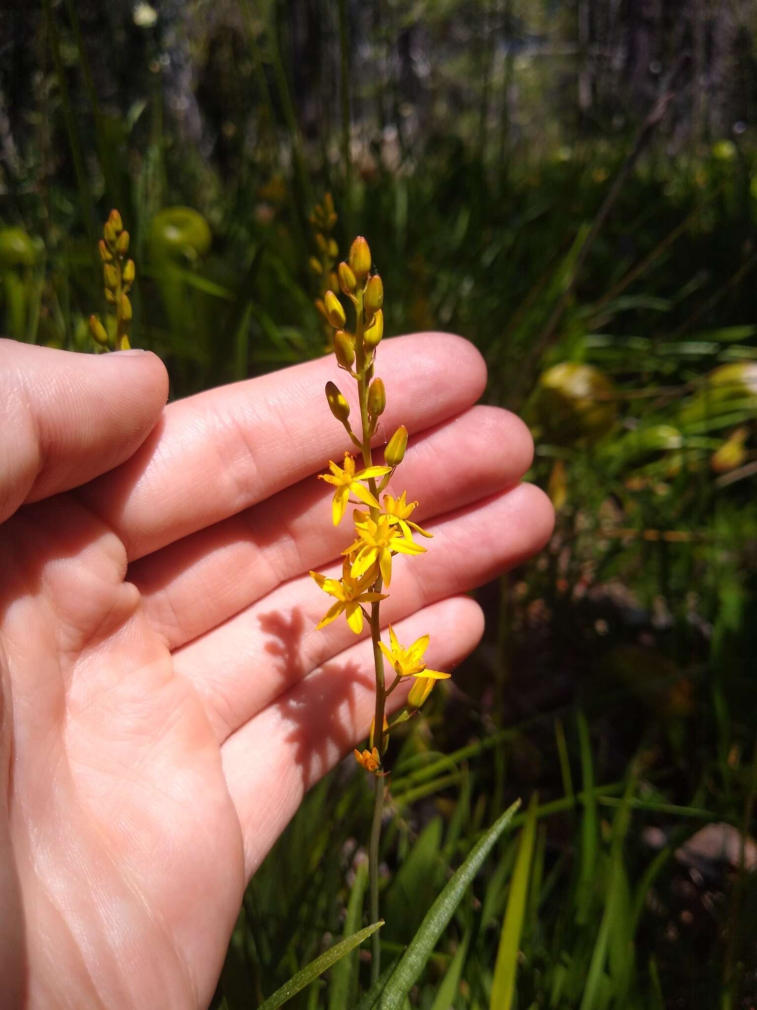 Image of California bog asphodel