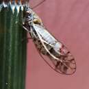 Image of Casuarinicola australis Taylor 2010