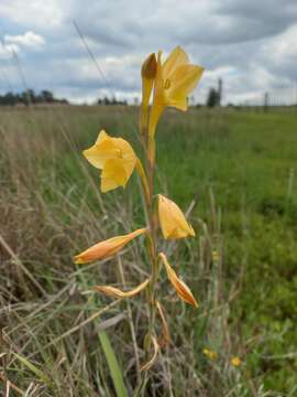 Imagem de Gladiolus dalenii subsp. dalenii