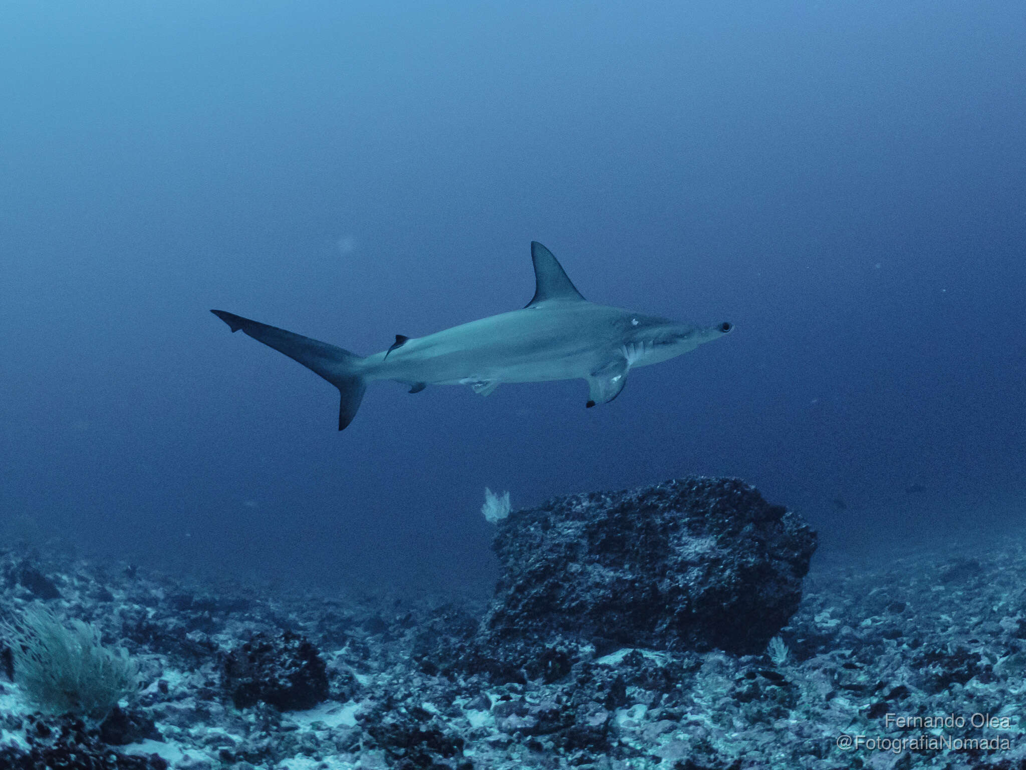 Image of hammerhead sharks