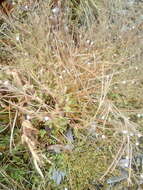 Image de Epilobium insulare Hausskn.