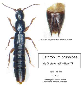 Image of Lathrobium (Lathrobium) brunnipes (Fabricius 1792)