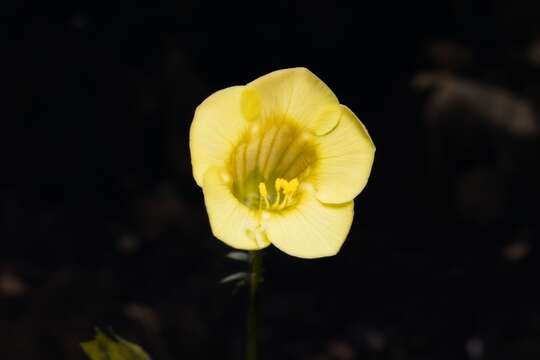 Image of Polemonium pauciflorum subsp. melindae (Rzed., Calderón & Villarreal) J. M. Porter & L. A. Johnson