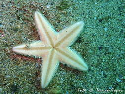 Image of Sand star