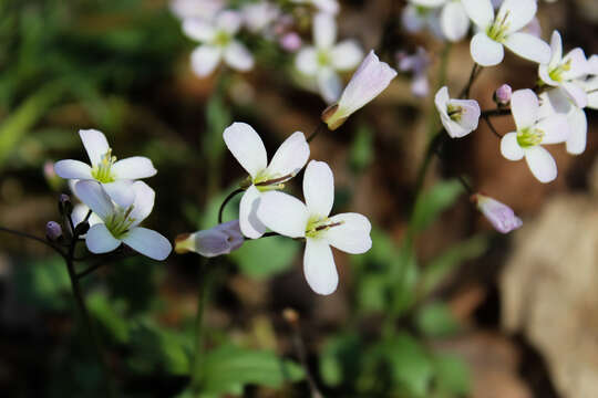 Image of Limestone Bittercress