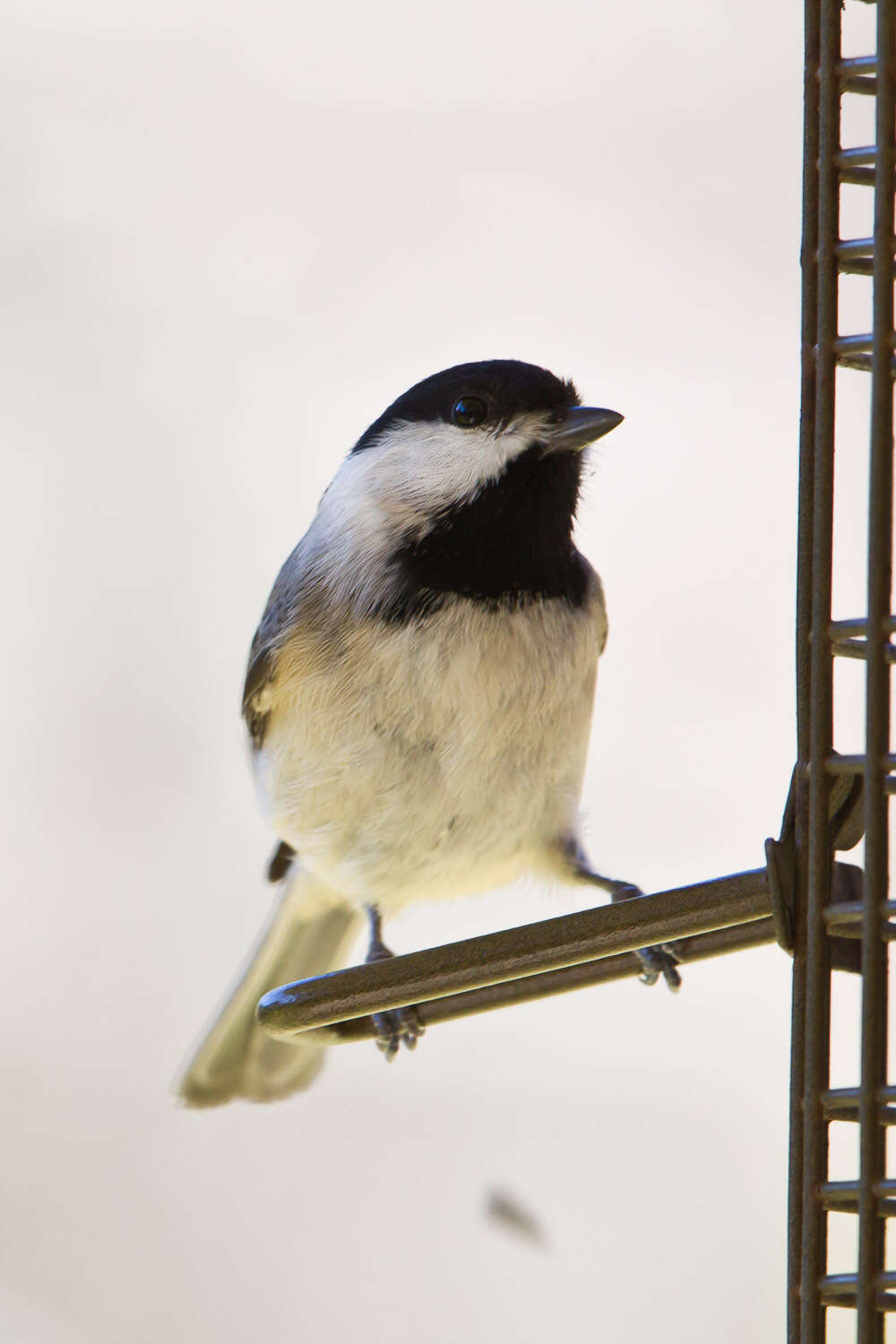 Image of Carolina Chickadee