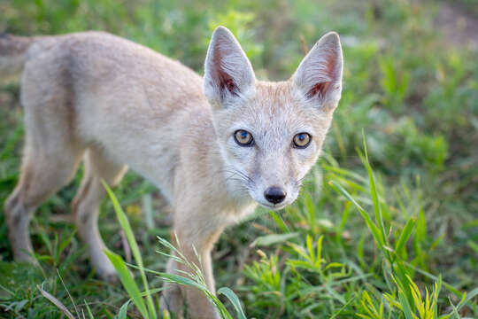 Слика од Vulpes corsac (Linnaeus 1768)