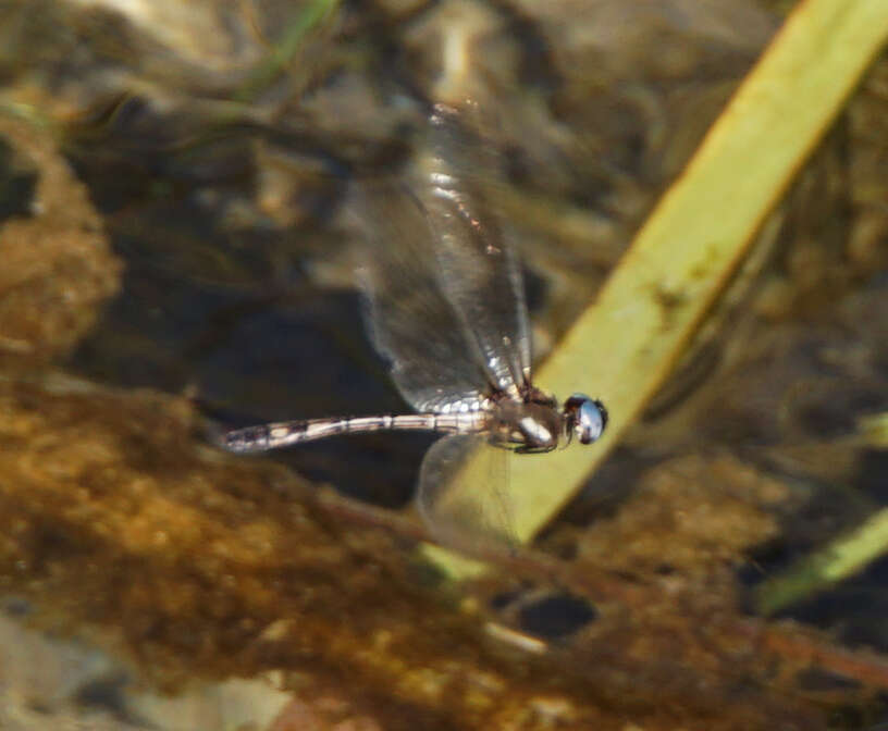 Image of Macrothemis imitans Karsch 1890