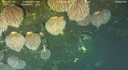 Image of Pom-pom anemone