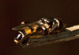 Image of Syrphid fly