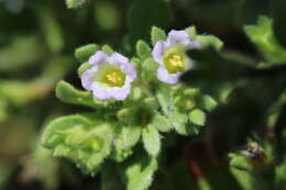 Image of Mud Fiddleleaf