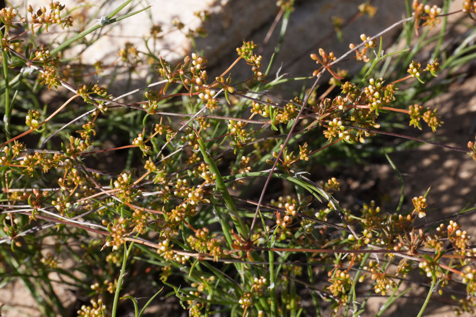 Image of Adenogramma lichtensteiniana (Schult.) Druce