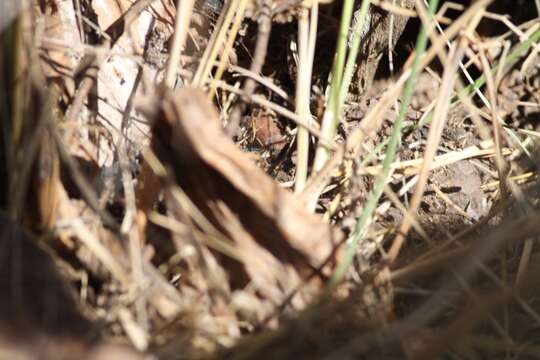 Image of Gran Canaria Skink