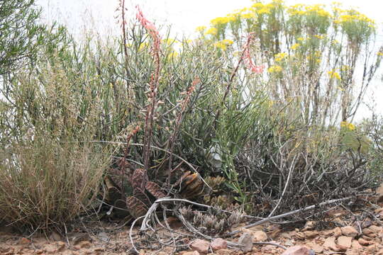 Image of Gasteria disticha var. disticha