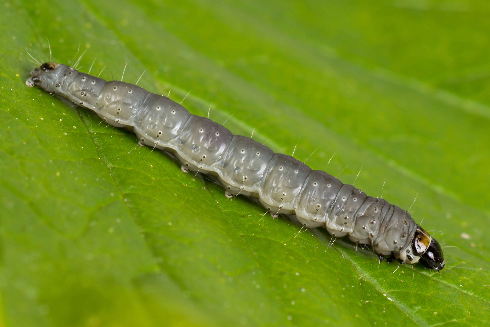 Imagem de Choristoneura hebenstreitella Müller 1764