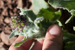 Senecio aronicoides DC. resmi