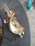 Image of White-throated Sparrow