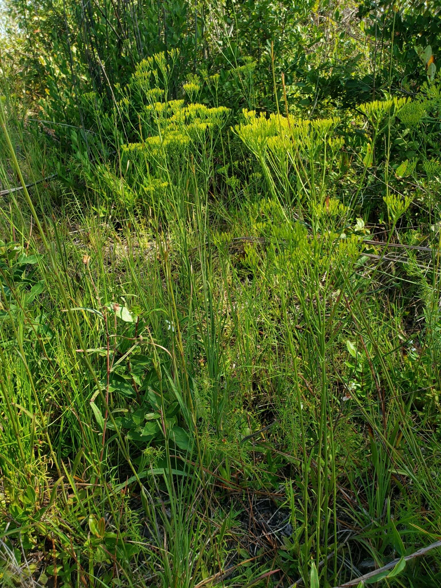 Image of Pineland Rayless-Goldenrod