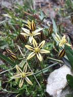 Sivun Triteleia ixioides (Dryand. ex W. T. Aiton) Greene kuva