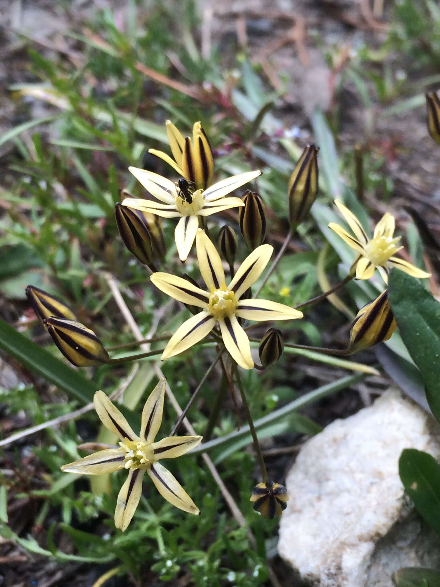 Sivun Triteleia ixioides (Dryand. ex W. T. Aiton) Greene kuva