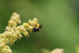 Image of Nude Andrena