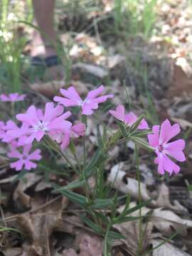 Imagem de Phlox speciosa Pursh