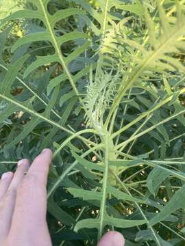 Image of Sonchus canariensis (Sch. Bip.) Boulos