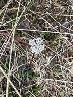 Image of Geyer's biscuitroot