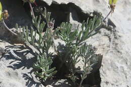 صورة Linaria supina (L.) Chaz.