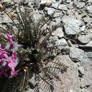 Image of Pedicularis rosea subsp. allionii (Rchb. fil.) E. Mayer