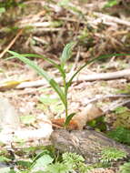 Image of Pterostylis irsoniana Hatch