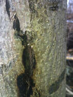 Image of Butternut canker fungus