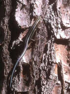 Image de Plestiodon fasciatus (Linnaeus 1758)