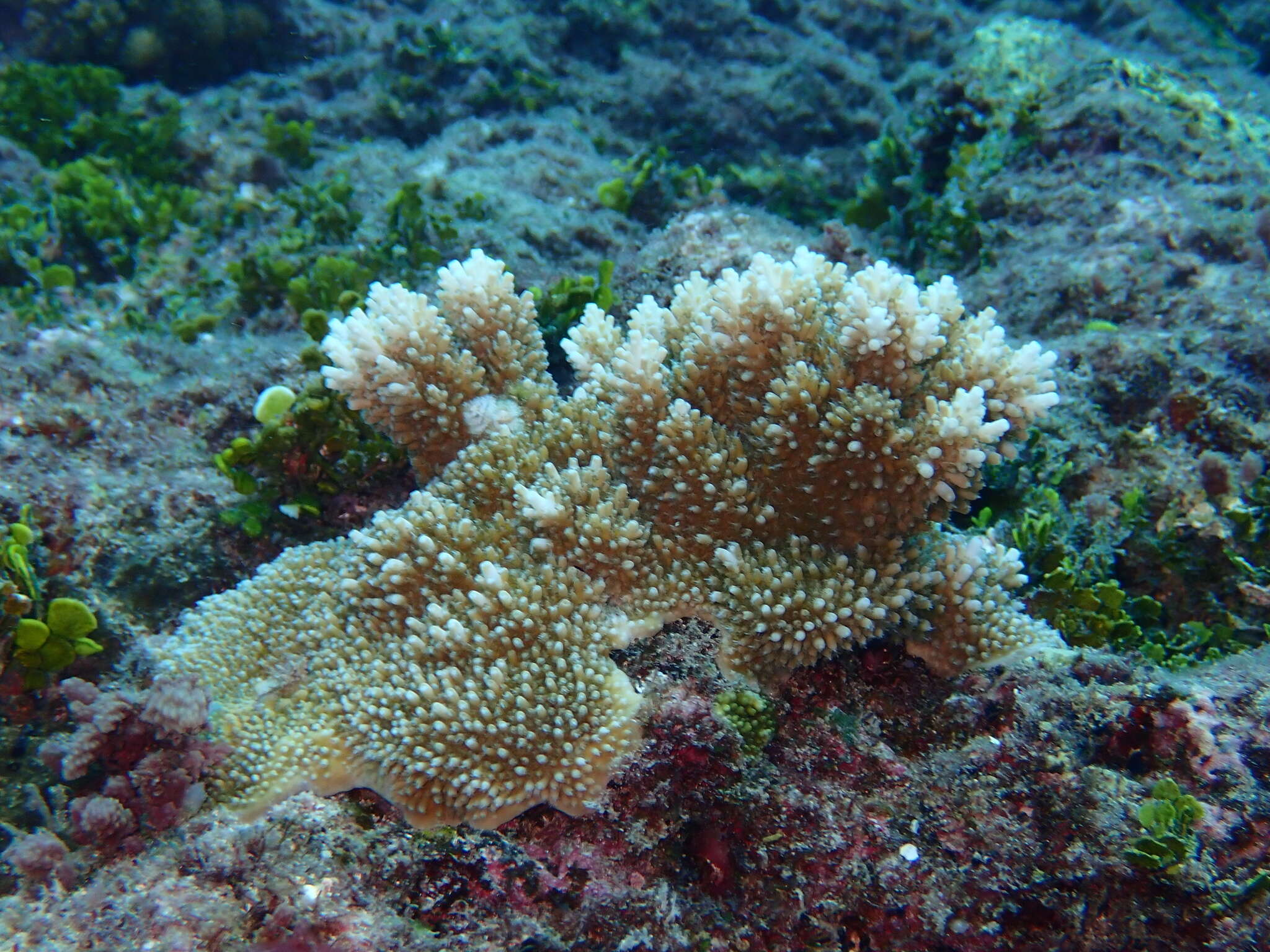 Слика од Acropora abrotanoides (Lamarck 1816)