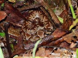 Imagem de Bothrocophias campbelli (Freire-Lascano 1991)