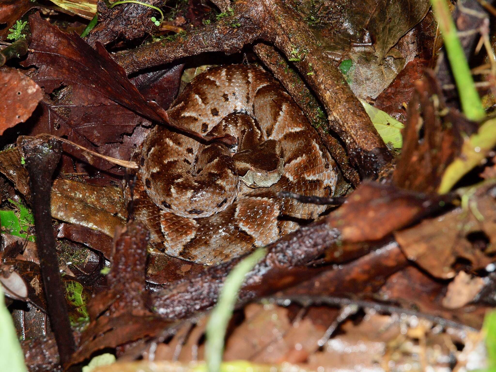 صورة Bothrocophias campbelli (Freire-Lascano 1991)