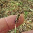 Image of Ouachita Mountain sedge