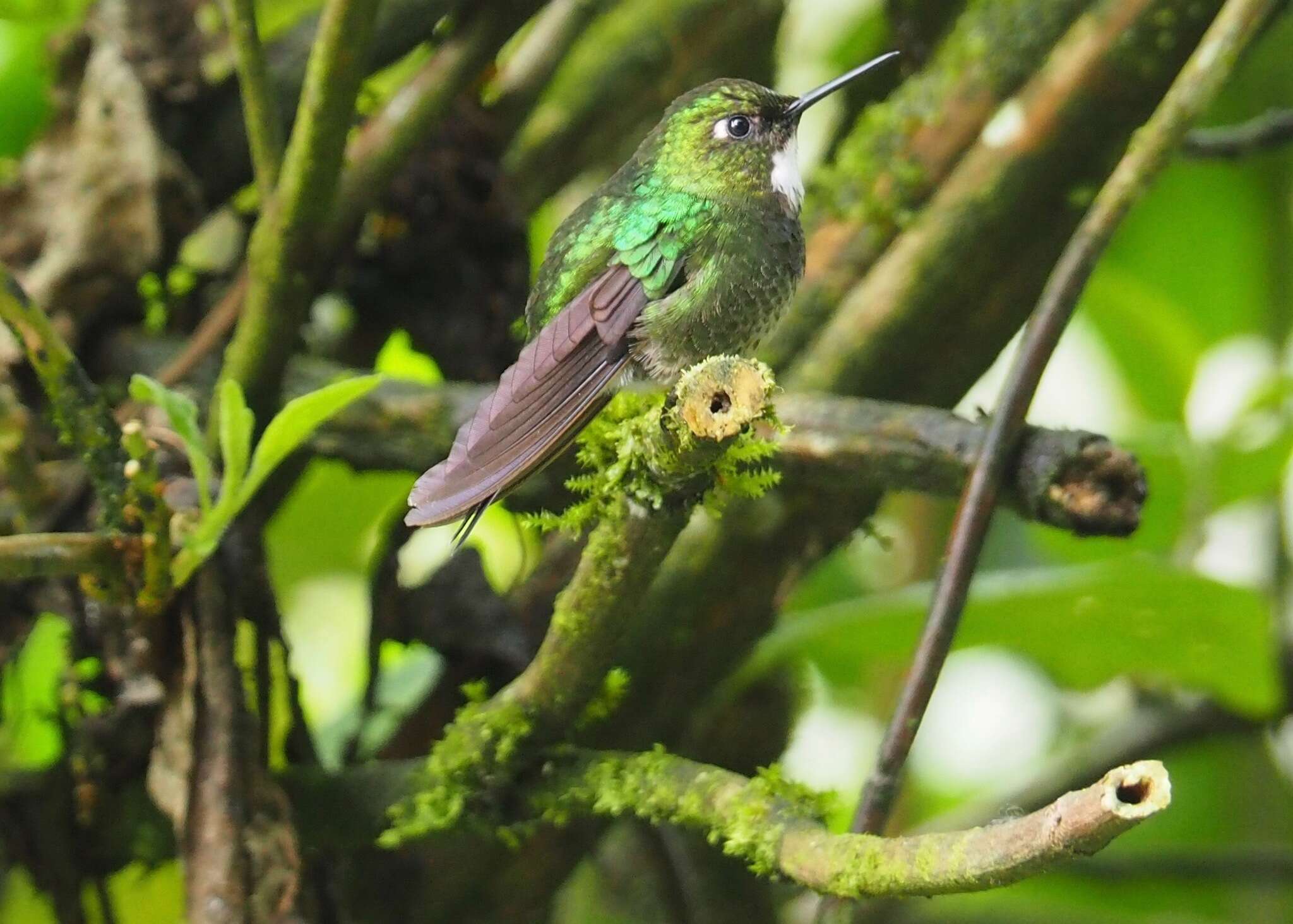 Image of Tourmaline Sunangel