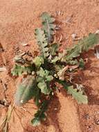 Image de Launaea capitata (Spreng.) Dandy