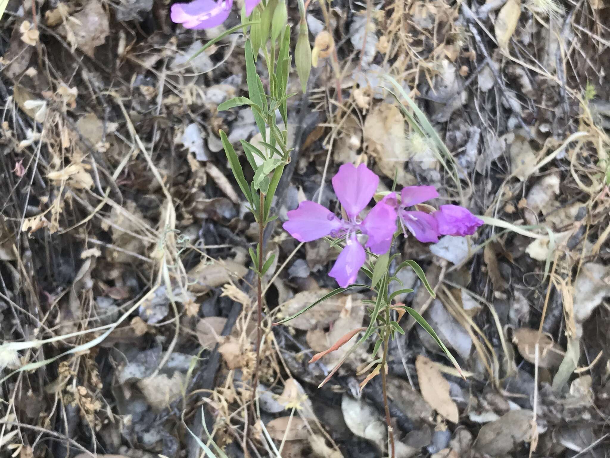 Plancia ëd Clarkia biloba subsp. brandegeae (Jepson) F. H. Lewis & M. E. Lewis