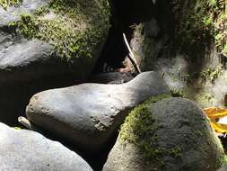 Image of Water  Anole