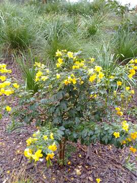 Image de Senna pendula var. glabrata (Vogel) H. S. Irwin & Barneby