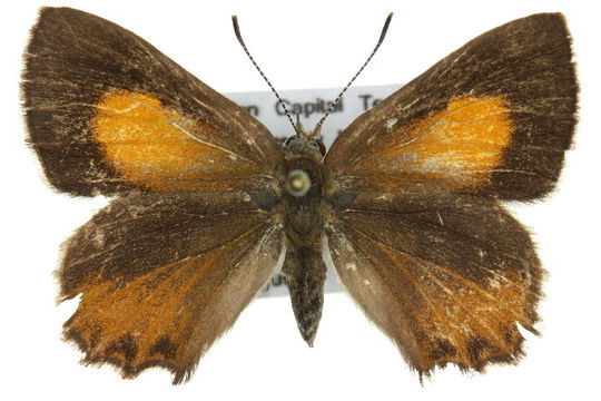 Image of <i>Paralucia pyrodiscus</i> (Rosenstock 1885)