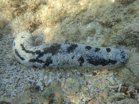 Image of Black sea cucumber