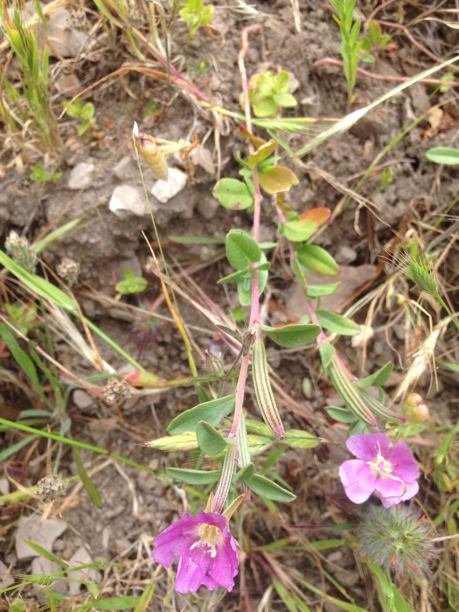 Plancia ëd Clarkia davyi (Jepson) H. & M. Lewis