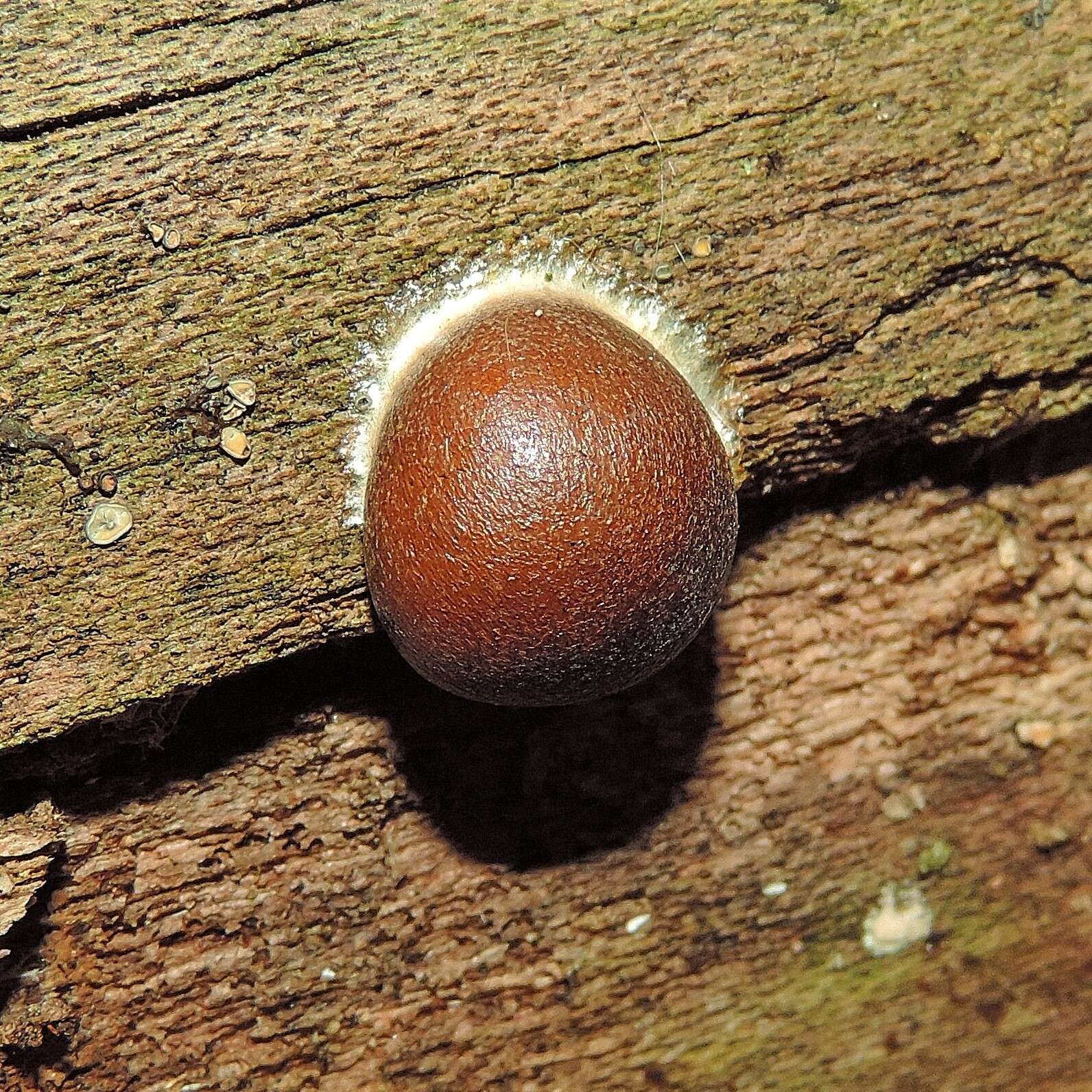 Image of Reticularia splendens