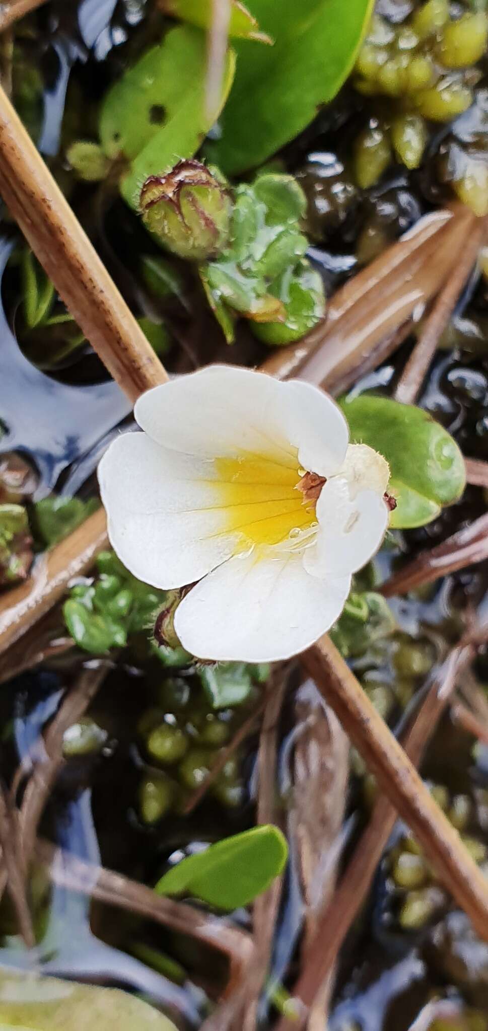 Imagem de Euphrasia revoluta Hook. fil.