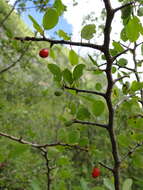 Image de Erythroxylum rotundifolium Lunan