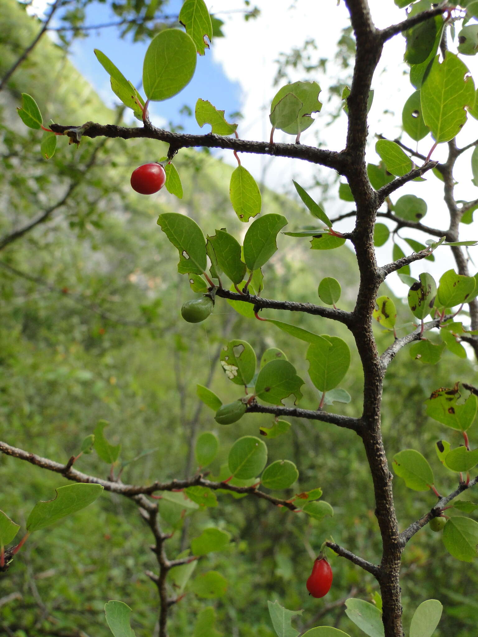 Erythroxylum rotundifolium Lunan的圖片